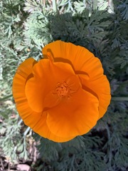 Eschscholzia californica