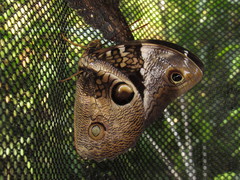 Opsiphanes bogotanus