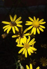 Senecio clivicola