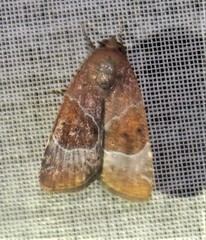 Hampsonodes mastoides