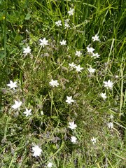 Spergularia pazensis