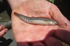 Cobitis paludica