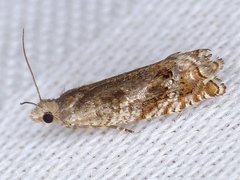 Epinotia solicitana