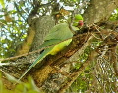 Psittacula krameri