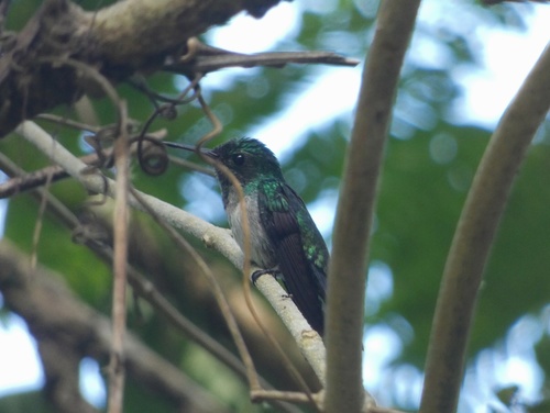 Garden Emerald (Chlorostilbon assimilis), photo 10