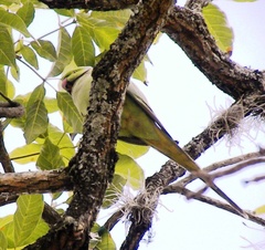 Psittacula krameri