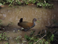 Slaty-Breasted Wood-Rail photo 3