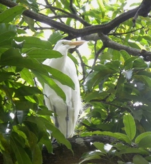 Ardea alba