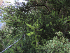 Podocarpus acutifolius