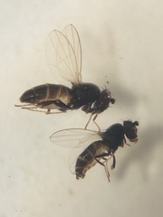 Opomyzoidea