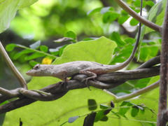 Anolis ustus