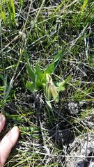 Fritillaria agrestis