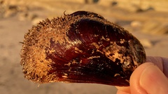 Modiolus capax