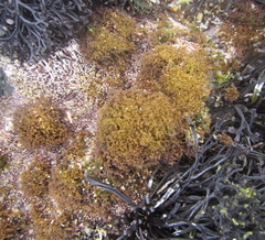 Nothogenia pulvinata