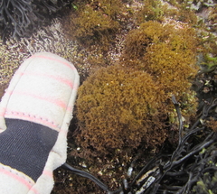 Nothogenia pulvinata