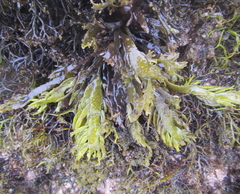 Sarcothalia marginifera