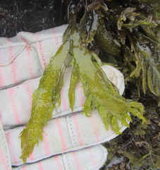 Sarcothalia marginifera