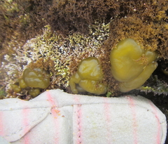 Colpomenia claytoniae