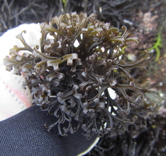 Psilophycus alveatus