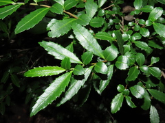 Azara lanceolata