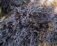 Psilophycus alveatus