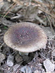 Russula vinaceocuticulata