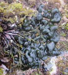 Codium convolutum
