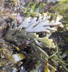 Xiphophora chondrophylla