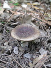 Russula vinaceocuticulata