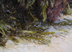 Carpophyllum plumosum