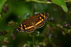 Anthanassa drusilla