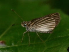 Callimormus radiola