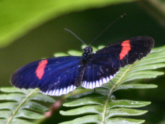 Heliconius erato cyrbia