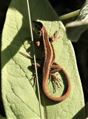 Liolaemus cyanogaster