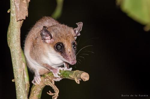 White-bellied Slender Mouse Opossum