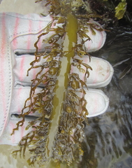 Carpophyllum plumosum