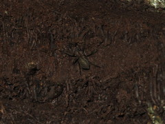 Uliodon albopunctatus