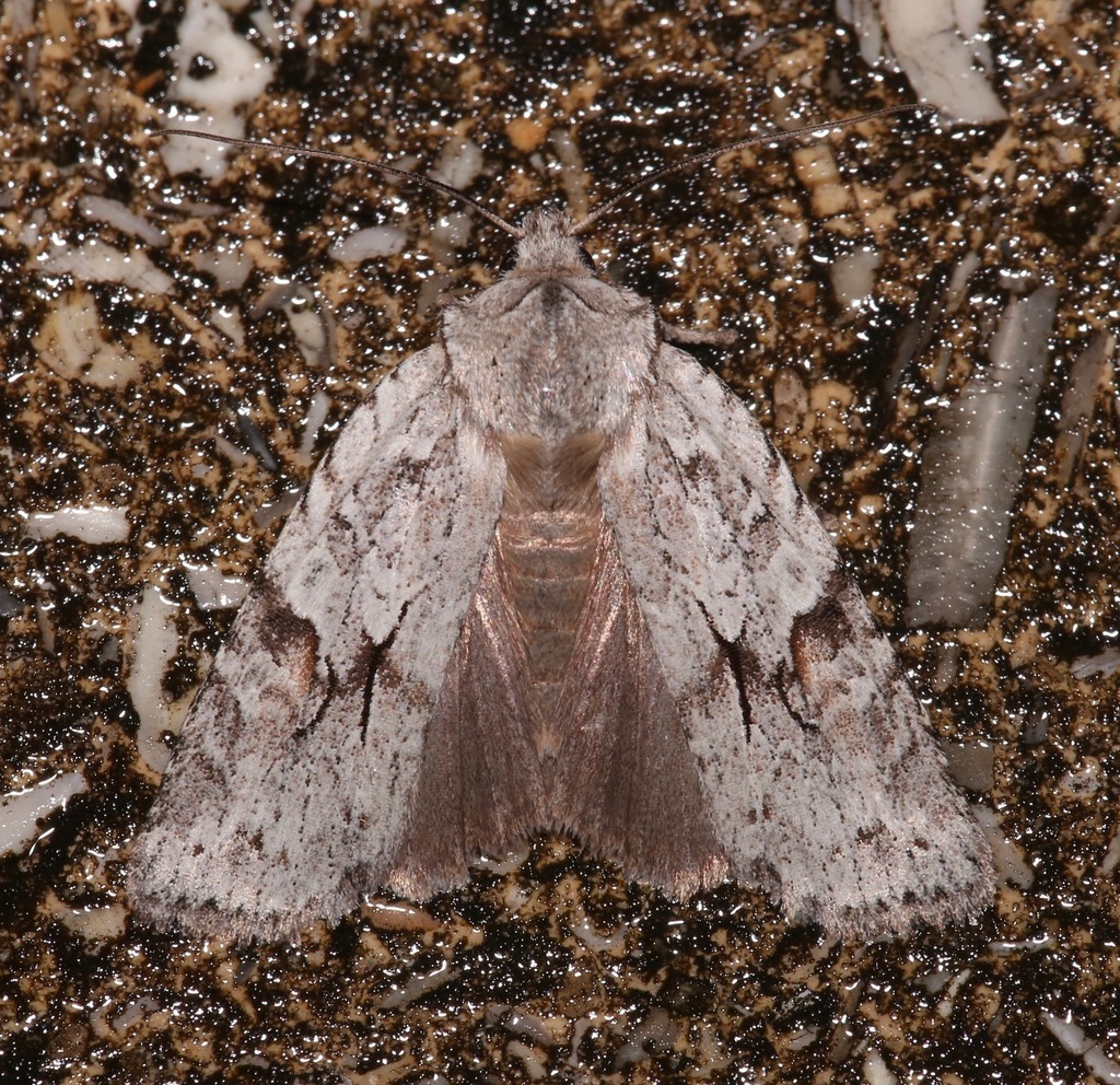Bald Cypress Pinion