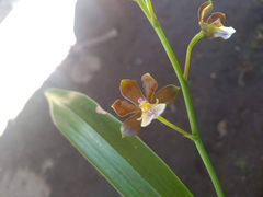 Prosthechea varicosa