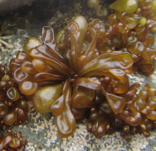 Catenellopsis oligarthra, 2017-10-21
