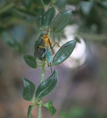 Theronia maculosa