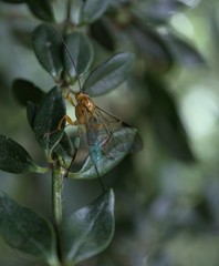 Theronia maculosa