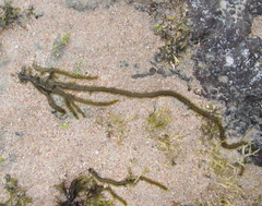 Myriogloea intestinalis