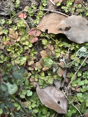 Potentilla hebiichigo