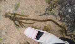 Myriogloea intestinalis