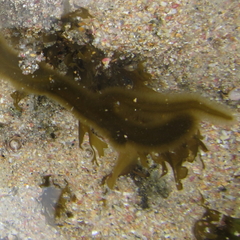 Myriogloea intestinalis