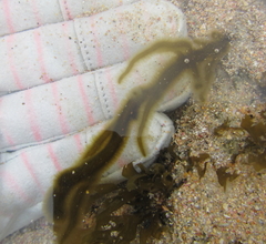 Myriogloea intestinalis