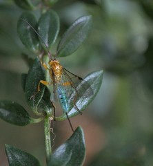 Theronia maculosa