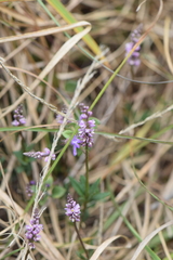Polygala turgida