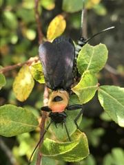 Thaumatoperla alpina